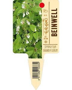 Symphytum grandiflorum, Bildstecketikett VS: