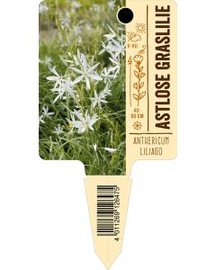 Anthericumliliago, Bildstecketikett VS:
