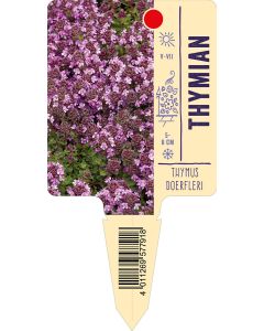 Thymusdoerfleri, Bildstecketikett VS: