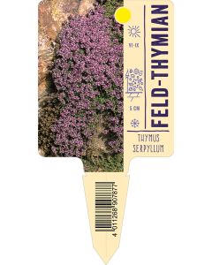 Thymusserpyllum, Bildstecketikett VS: