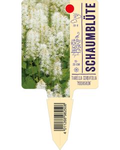 Tiarella cordifolia 'Moorgrün', Bildstecketikett VS: