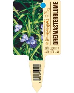 TradescantiaAndersoniana-Hybr., Bildstecketikett VS: