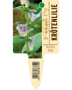 Tricyrtishirta, Bildstecketikett VS: