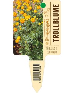 Trollius x cultorum, Bildstecketikett VS: