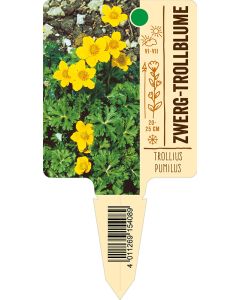 Trollius pumilus, Bildstecketikett VS: