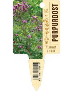 Vernoniacrinita, Bildstecketikett VS: