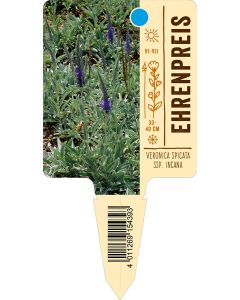 Veronica spicata ssp. incana, Bildstecketikett VS: