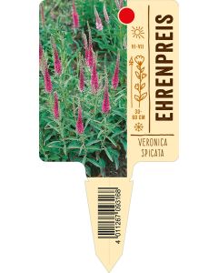 Veronicaspicata, Bildstecketikett VS: