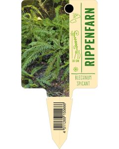 Blechnumspicant, Bildstecketikett VS: