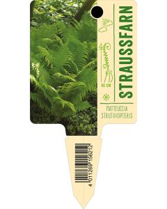 Matteucciastruthiopteris, Bildstecketikett VS: