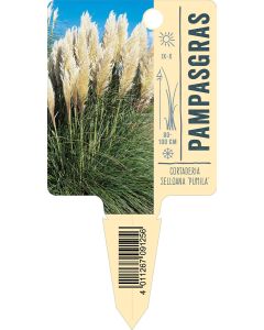 Cortaderia selloana 'Pumila', Bildstecketikett VS: