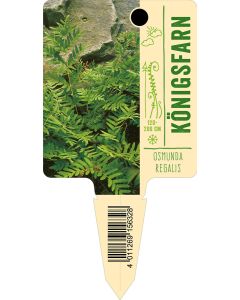 Osmundaregalis, Bildstecketikett VS: