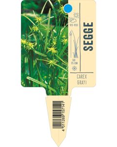 Carexgrayi, Bildstecketikett VS: