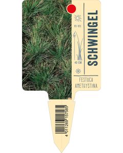 Festucaamethystina, Bildstecketikett VS: