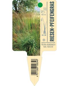 Molinia arundinacea 'Karl Foerster', Bildstecketikett VS: