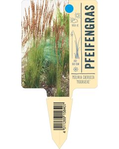 Molinia caerulea 'Moorhexe', Bildstecketikett VS: