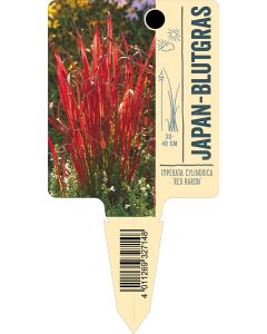 Imperata cylindrica 'Red Baron', Bildstecketikett VS:
