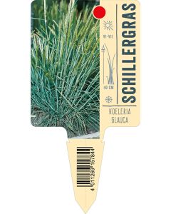 Koeleriaglauca, Bildstecketikett VS: