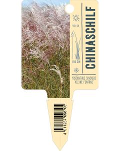 Miscanthus sinensis 'Kleine Fontäne', Bildstecketikett VS: