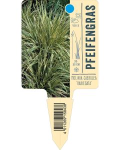 Molinia caerulea 'Variegata', Bildstecketikett VS:
