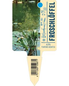 Alismaplantago-aquatica, Bildstecketikett VS: