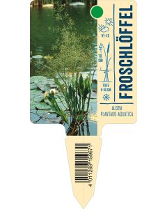 Alismaplantago-aquatica, Bildstecketikett VS: