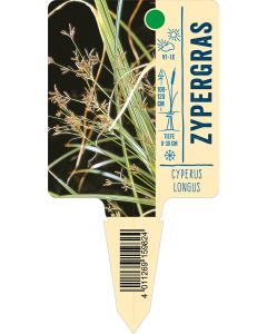 Cyperuslongus, Bildstecketikett VS: