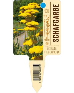 Achilleafilipendulina, Bildstecketikett VS: