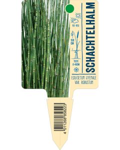 Equisetum hyemale var. robustum, Bildstecketikett VS: