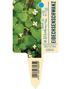 Houttuyniacordata, Bildstecketikett VS: