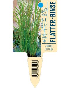 Juncuseffusus, Bildstecketikett VS: