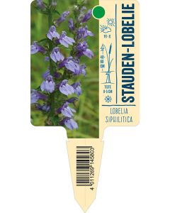 Lobeliasiphilitica, Bildstecketikett VS: