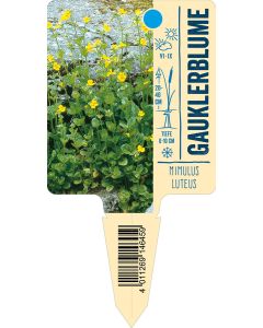 Mimulusluteus, Bildstecketikett VS: