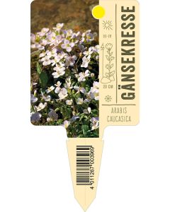 Arabiscaucasica, Bildstecketikett VS: