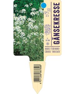 Arabis ferdinandi-coburgi 'Variegata', Bildstecketikett VS: