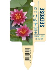Nymphaea Hybride 'Attraction', Bildstecketikett VS: