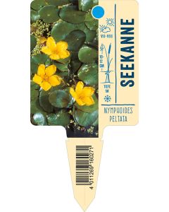 Nymphoidespeltata, Bildstecketikett VS: