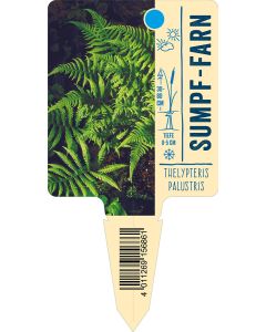 Thelypterispalustris, Bildstecketikett VS: