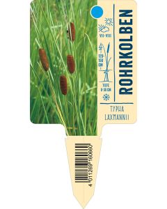 Typhalaxmannii, Bildstecketikett VS: