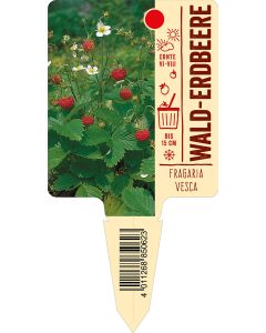 Fragariavesca, Bildstecketikett VS: