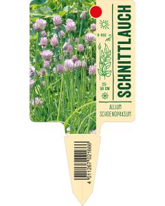 Alliumschoenoprasum, Bildstecketikett VS: