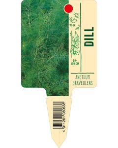 Anethumgraveolens, Bildstecketikett VS: