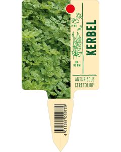 Anthriscuscerefolium, Bildstecketikett VS: