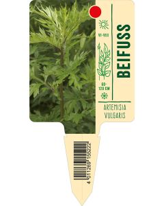 Artemisiavulgaris, Bildstecketikett VS: