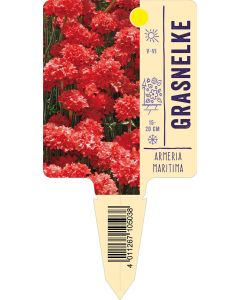 Armeriamaritima, Bildstecketikett VS: