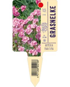 Armeriamaritima, Bildstecketikett VS: