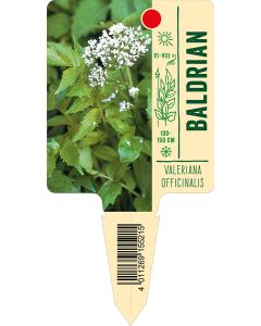 Valerianaofficinalis, Bildstecketikett VS: