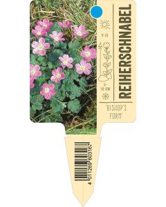 'Bishop'sForm', Bildstecketikett VS: