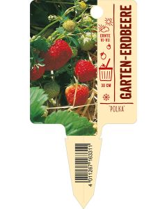 'Polka', Bildstecketikett VS: