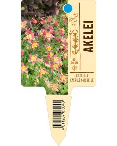 AquilegiaCaerulea-Hybride, Bildstecketikett VS: